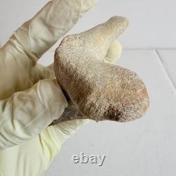 Super Large Fossil Shark Tooth Sokolovi Megalodon Natural Serrations 9.5CM