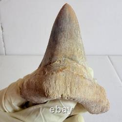 Super Large Fossil Shark Tooth Sokolovi Megalodon Natural Serrations 9.5CM