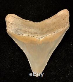 Super Quality Aurora Megalodon Tooth