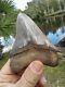 Super Serrated Almost 4 Inch Megalodon Shark Tooth Florida Fossil Teeth