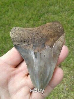 Super Serrated Almost 4 Inch Megalodon Shark Tooth Florida Fossil Teeth