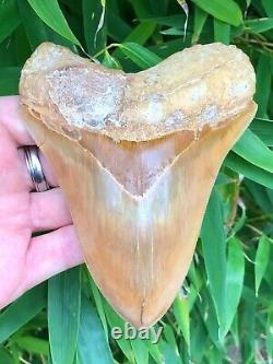Super Serrated Heart Shaped Fire Orange Indonesian Megalodon Shark Tooth