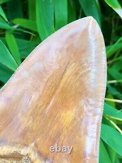 Super Serrated Heart Shaped Fire Orange Indonesian Megalodon Shark Tooth