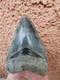 Superb 5.2 Inch(13.5 Cm)long, Shiny Natural Megalodon Tooth From Indonesia
