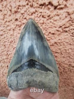 Superb 5.2 inch(13.5 cm)long, shiny natural Megalodon tooth from Indonesia
