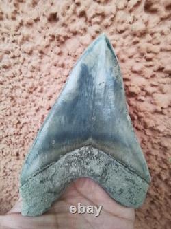 Superb 5.2 inch(13.5 cm)long, shiny natural Megalodon tooth from Indonesia