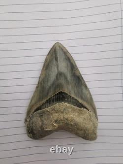 Superb 5.2 inch(13.5 cm)long, shiny natural Megalodon tooth from Indonesia