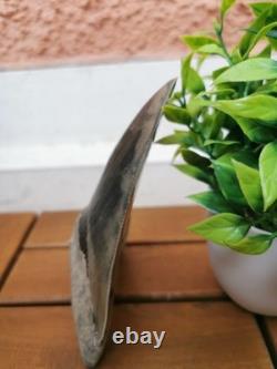 Superb 5.2 inch(13.5 cm)long, shiny natural Megalodon tooth from Indonesia