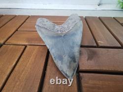Superb 5.2 inch(13.5 cm)long, shiny natural Megalodon tooth from Indonesia