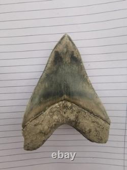 Superb 5.2 inch(13.5 cm)long, shiny natural Megalodon tooth from Indonesia