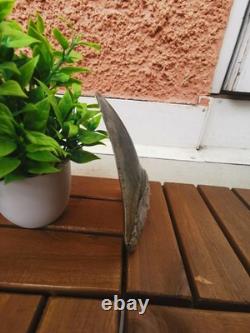 Superb 5.2 inch(13.5 cm)long, shiny natural Megalodon tooth from Indonesia