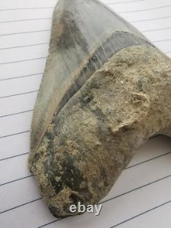 Superb 5.2 inch(13.5 cm)long, shiny natural Megalodon tooth from Indonesia