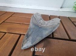 Superb 5.2 inch(13.5 cm)long, shiny natural Megalodon tooth from Indonesia