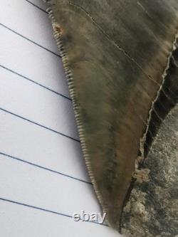 Superb 5.2 inch(13.5 cm)long, shiny natural Megalodon tooth from Indonesia