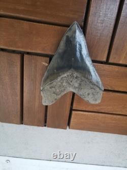 Superb 5.2 inch(13.5 cm)long, shiny natural Megalodon tooth from Indonesia