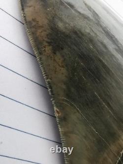 Superb 5.2 inch(13.5 cm)long, shiny natural Megalodon tooth from Indonesia