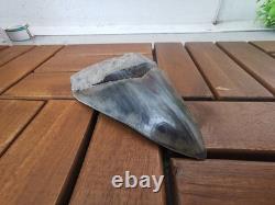 Superb 5.2 inch(13.5 cm)long, shiny natural Megalodon tooth from Indonesia