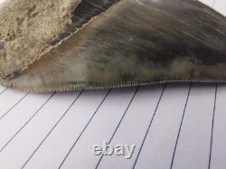 Superb 5.2 inch(13.5 cm)long, shiny natural Megalodon tooth from Indonesia