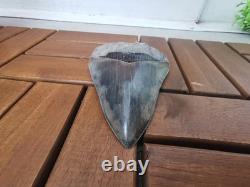 Superb 5.2 inch(13.5 cm)long, shiny natural Megalodon tooth from Indonesia
