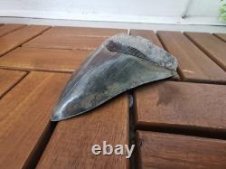 Superb 5.2 inch(13.5 cm)long, shiny natural Megalodon tooth from Indonesia