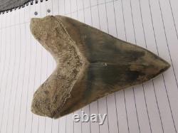 Superb 5.2 inch(13.5 cm)long, shiny natural Megalodon tooth from Indonesia