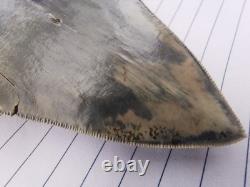 Superb 5.2 inch(13.5 cm)long, shiny natural Megalodon tooth from Indonesia