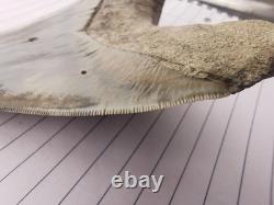 Superb 5.2 inch(13.5 cm)long, shiny natural Megalodon tooth from Indonesia