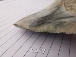 Superb 5.2 inch(13.5 cm)long, shiny natural Megalodon tooth from Indonesia