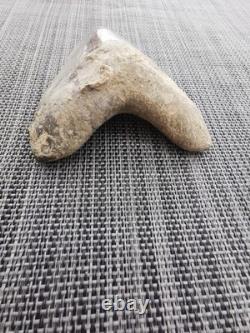 Superb 5.2 inch(13.5 cm)long, shiny natural Megalodon tooth from Indonesia