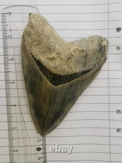 Superb 5.2 inch(13.5 cm)long, shiny natural Megalodon tooth from Indonesia