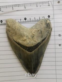 Superb 5.2 inch(13.5 cm)long, shiny natural Megalodon tooth from Indonesia