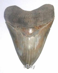 Superb, Huge 5.38 Fossil Megalodon Tooth No Repair Or Restoration! Aaaa+++