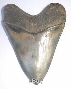 Superb, Huge 5.38 Fossil Megalodon Tooth No Repair Or Restoration! Aaaa+++