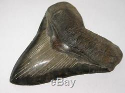 Superb Huge 5.8 Fossil Megalodon Tooth No Repair Or Restoration! Aaa+++