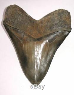 Superb Huge 5.8 Fossil Megalodon Tooth No Repair Or Restoration! Aaa+++
