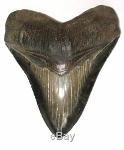 Superb Huge 5.8 Fossil Megalodon Tooth No Repair Or Restoration! Aaa+++