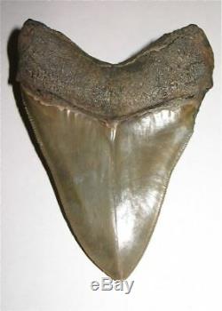 Superb Large 5.4 Fossil Megalodon Tooth No Repair Or Restoration! Aaa+++