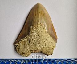 Superb Megalodon Fossil Shark Tooth Indonesia Java- 12cm