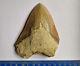 Superb Megalodon Fossil Shark Tooth Indonesia Java- 12cm