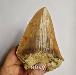 Superb Megalodon Fossil Shark Tooth Indonesia Java- 12cm