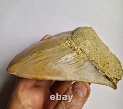 Superb Megalodon Fossil Shark Tooth Indonesia Java- 12cm