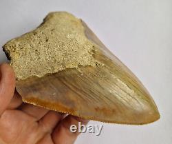 Superb Megalodon Fossil Shark Tooth Indonesia Java- 12cm