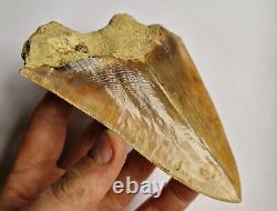 Superb Megalodon Fossil Shark Tooth Indonesia Java- 12cm