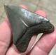 Superbly Elegant S. W. Florida Land Find Megalodon Sharktooth Fossil