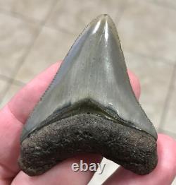Superbly Elegant S. W. Florida Land Find Megalodon Sharktooth Fossil