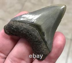 Superbly Elegant S. W. Florida Land Find Megalodon Sharktooth Fossil