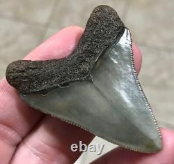 Superbly Elegant S. W. Florida Land Find Megalodon Sharktooth Fossil