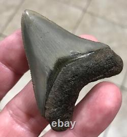 Superbly Elegant S. W. Florida Land Find Megalodon Sharktooth Fossil