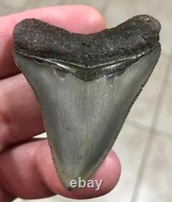 Superbly Elegant S. W. Florida Land Find Megalodon Sharktooth Fossil