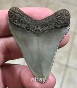 Superbly Elegant S. W. Florida Land Find Megalodon Sharktooth Fossil